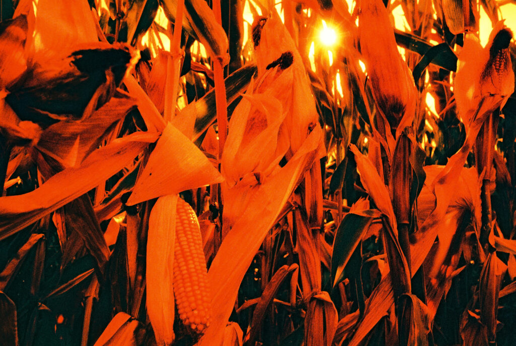 Maiskolben auf Harman Red