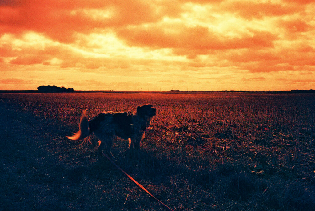 Loki auf Harman Red