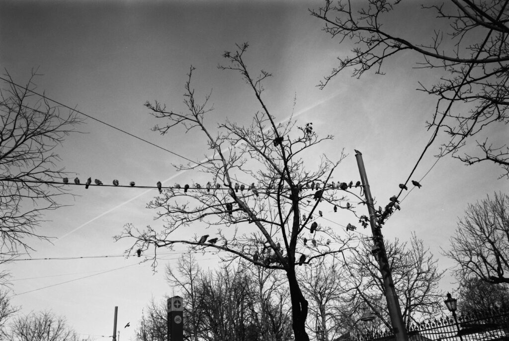 Vögel auf Stromleitungen / Leica Monopan 50