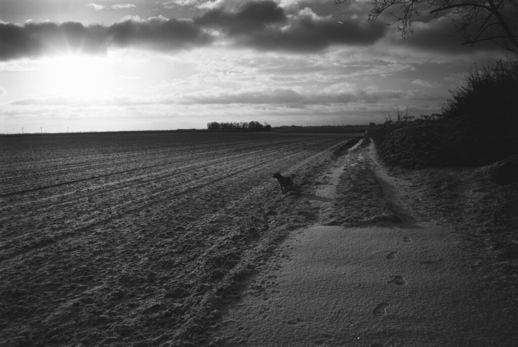 Loki im Schnee / Leica Monopan 50